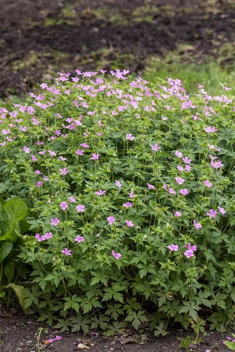 Bodziszek oksfordzki Rose Clair Geranium x oxonianum