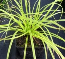 Turzyca Gold Fountain Carex dolichostachya 