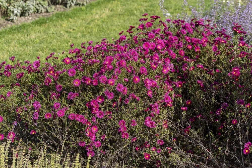 Aster nowobelgijski Neron Aster novi- belgii