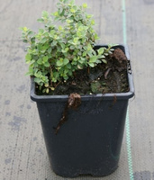 Tawuła japońska Little Princess Spiraea japonica 9-1l