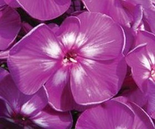 Floks, Płomyk Purple Kiss Phlox Paniculata 9