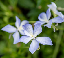 Fiołek rogaty Boughton Blue Viola cornuta