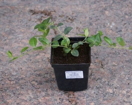 Barwinek pospolity Alba Vinca minor