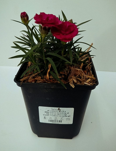 Goździk Paddock Violet Dianthus hybrida 1l