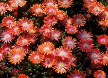 Delosperma Jewel of Desert Sunstone Delosperma cooperi 