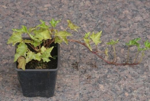 Bluszcz pospolity Crispa Hedera helix 9