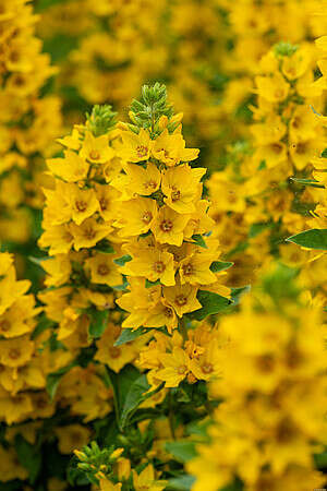 Tojeść Kropkowana Lysimachia Punctata 9
