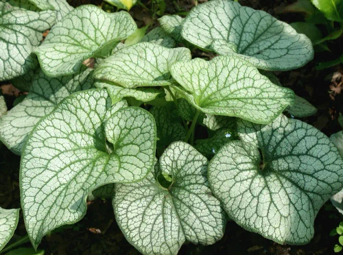 Brunnera wielkolistna Aleksander's Great Brunnera Macrophylla 1l