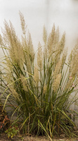 Trzcinnik krótkowłosy Calamagrostis brachytricha 1l