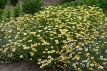 Rumian E.C. Buxton Anthemis hybrida