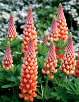 Łubin Salmon Star Lupinus hybrida