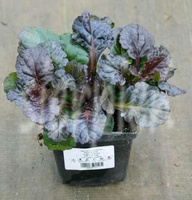 Dąbrówka rozłogowa Black Scallop Ajuga Reptans