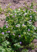 Bodziszek kolankowy Geranium nodosum