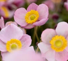 Zawilec Summer Breeze Baby Pink Anemone Hybrida