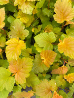 Pęcherznica kalinolistna Magic Ball Physocarpus opulifolius