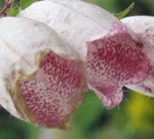 Dzwonek kropkowany Hot Lips Campanula punctata 9