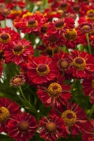 Dzielżan Jesienny Ranchera Helenium Autumnale 1l