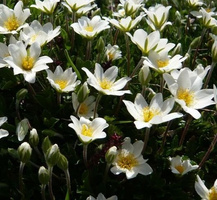 Dębik ośmiopłatkowy Dryas octopetala 1l