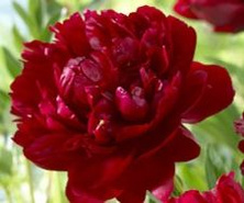 Piwonia miezańczowa Buckeye Belle Peonia 2-3l