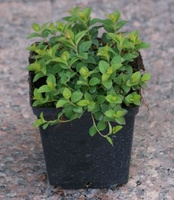 Tawuła japońska Little Princess Spiraea japonica 9-1l