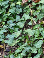 Bluszcz pospolity Hedera helix 9