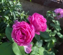 Róża pnąca/parkowa Louise Odier Rosa 2l