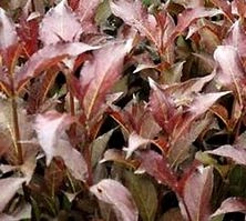 Krzewuszka Elvera Weigela 1l
