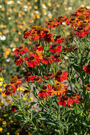 Dzielżan Moerheim Beauty Helenium hybridum 1l