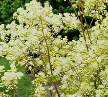 Rutewka dwuskrzydłowa Album Thalictrum delavayi 1l