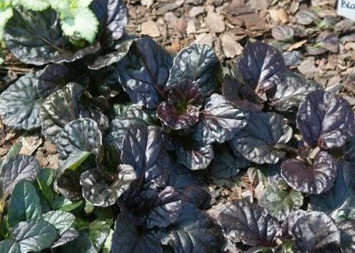 Dąbrówka rozłogowa Black Scallop Ajuga Reptans