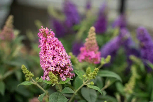 Budleja Butterfly Candy Little Pink Buddleja davidii 1l