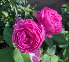 Róża pnąca/parkowa Louise Odier Rosa 2l