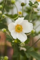 Zawilec Pretty Lady Maria Anemone Hybrida 9