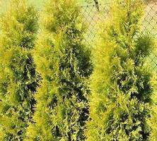 Żywotnik zachodni Salland Thuja occidentalis 1l