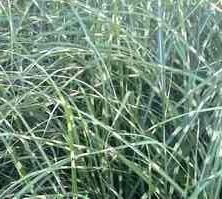 Miskant Chiński Little Zebra/ Etincelle  Miscanthus Sinensis 1l