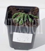 Macierzanka wczesna Minor Thymus Praecox