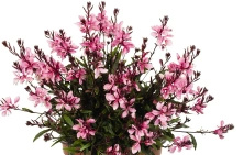 Gaura Graceful Pink Gaura lindheimeri 