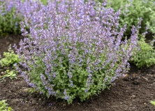 Kocimiętka Purrsian Blue Nepeta 9