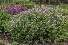 Bodziszek oksfordzki Rose Clair Geranium x oxonianum