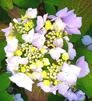 Hortensja Piłkowana Intermedia Hydrangea Serrata 1l