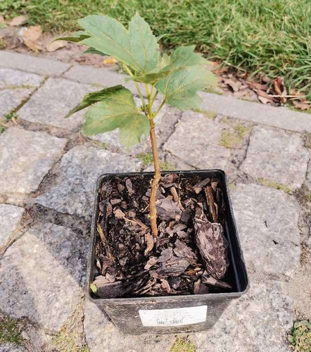 Kalina koralowa Xanthocarpum Viburnum Opulus 1l