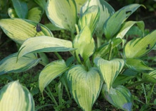 Funkia June Hosta 1l