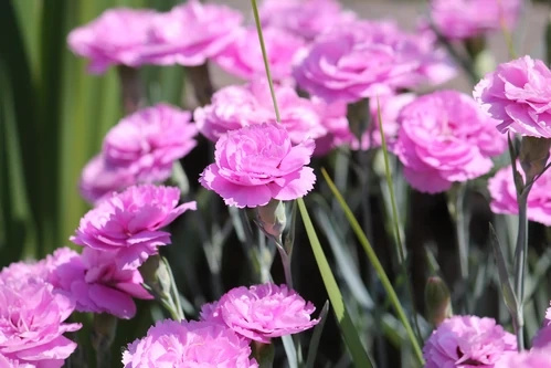 Goździk pierzasty Iced Gem Dianthus plumarius 9 