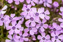 Floks Szydlasty Benita Phlox subulata 9