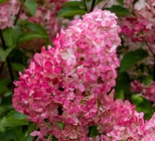 Hortensja bukietowa Fraise Melba Hydrangea paniculata 1l