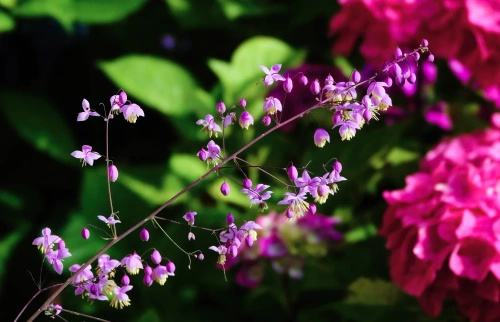 Rutewka dwuskrzydłowa Thalictrum delavayi var Decorum1l