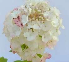 Hortensja bukietowa Magical Mont Blanc Hydrangea paniculata 1l