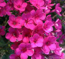 Floks, Płomyk Early Cerise Phlox Paniculata 9