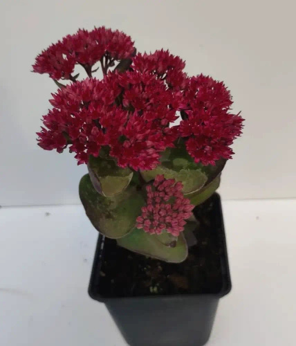 Rozchodnik Thunderhead Sedum