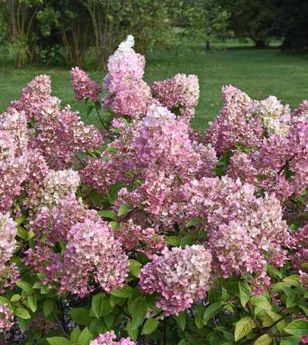 Hortensja bukietowa Sundae Fraise Hydrangea Paniculata 1l